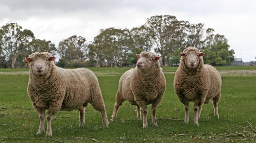Sheep, alpaca & goat
