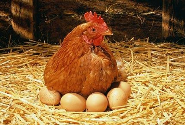 Brown Chooks Available